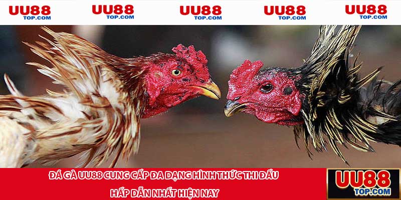 Đá gà UU88 cung cấp đa dạng hình thức thi đấu hấp dẫn nhất hiện nay