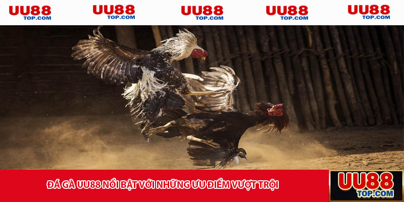 Đá gà UU88 nổi bật với những ưu điểm vượt trội